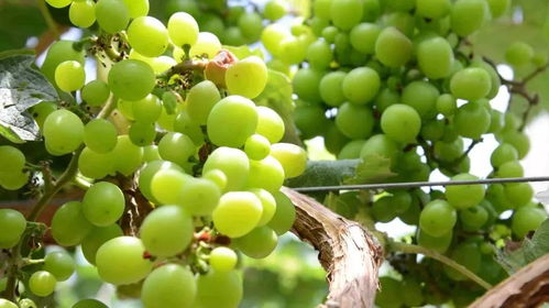 周末奇趣派對(duì) 美女主播邀你共品西瓜，贏取千元驚喜大獎(jiǎng)