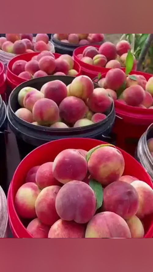 無脊椎動物？當心這水果里的“不速之客”！——談優質應季水果的選購與處理